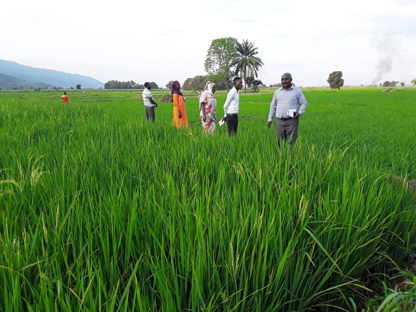 The Morogoro Rice Story: Unlocking Opportunity in Tanzania - Aga Khan ...